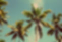 Palm Trees